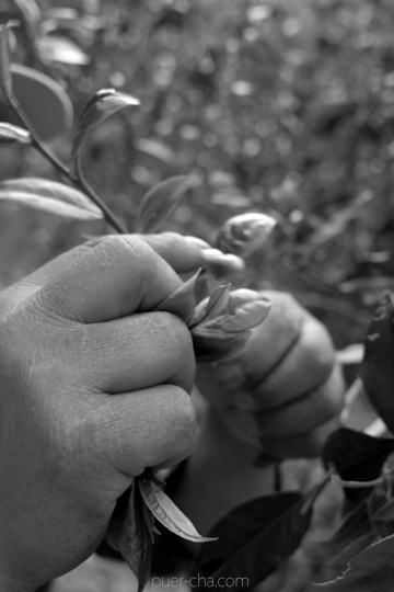 丁家老寨青餅2012年プーアル茶