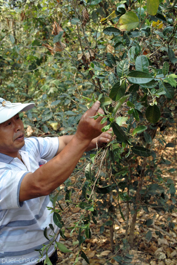 丁家老寨青餅2012年プーアル茶