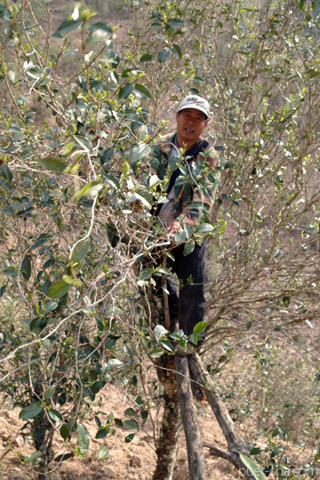 丁家老寨青餅2012年プーアル茶