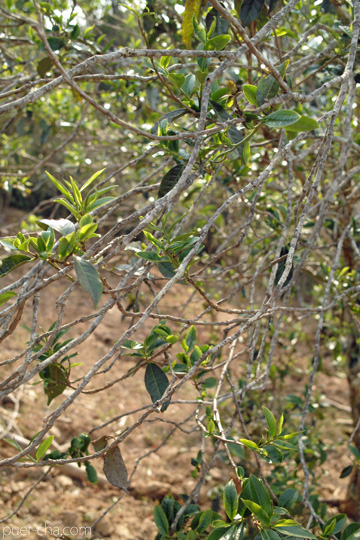 丁家老寨青餅2012年プーアル茶