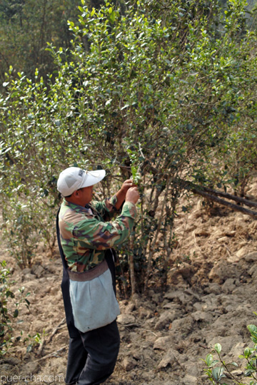 丁家老寨青餅2012年プーアル茶