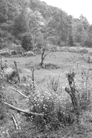 丁家老寨青餅2012年プーアル茶