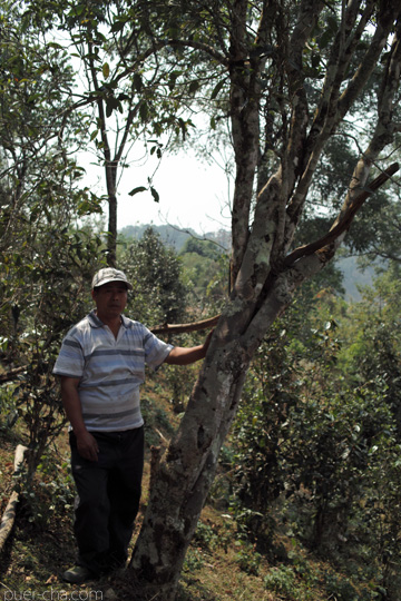 丁家老寨青餅2012年プーアル茶