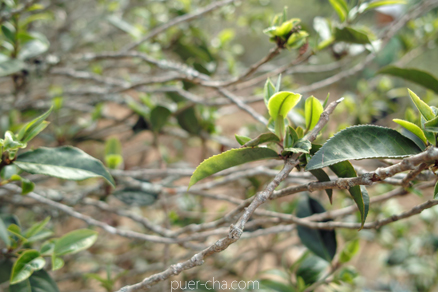 丁家老寨青餅2012年プーアル茶
