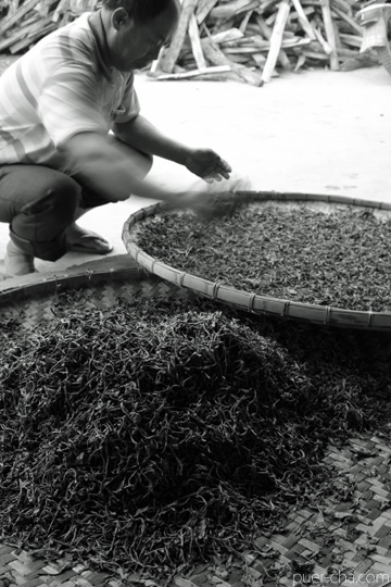 丁家老寨青餅2012年プーアル茶