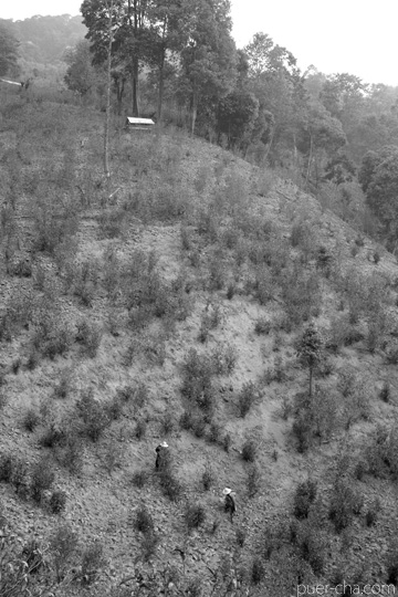 丁家老寨青餅2012年プーアル茶