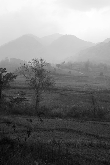 丁家老寨青餅2012年プーアル茶