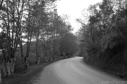 丁家老寨青餅2012年プーアル茶