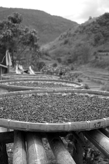 丁家老寨青餅2012年プーアル茶