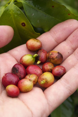 易武山のコーヒー豆