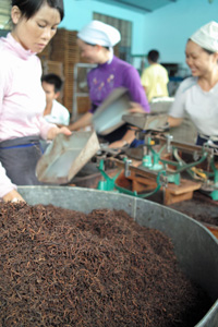 プーアール茶茶農家
