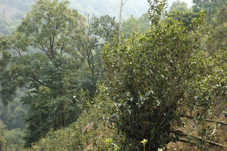 漫撒風道青餅2015年