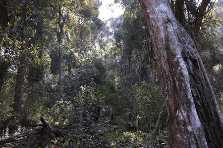 漫撒風道青餅2015年