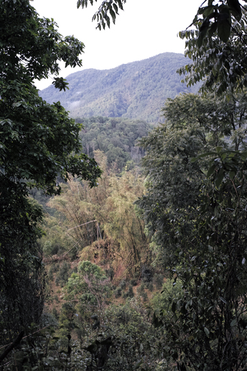 漫撒風道青餅2015年