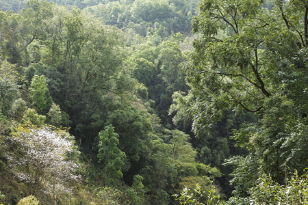 漫撒風道青餅2015年