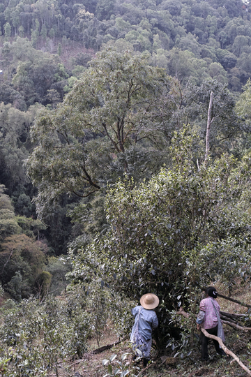 漫撒風道青餅2015年