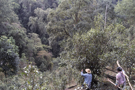 漫撒風道青餅2015年