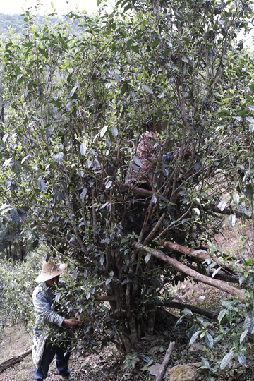 漫撒風道青餅2015年