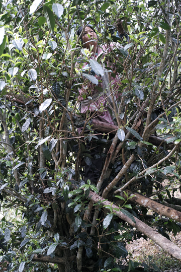 漫撒風道青餅2015年