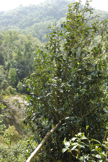 漫撒風道青餅2015年