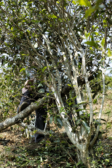 漫撒風道青餅2015年