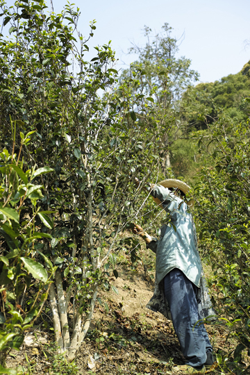 漫撒風道青餅2015年