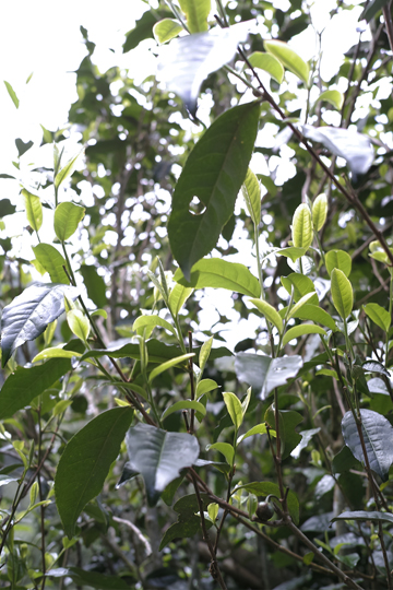 漫撒風道青餅2015年