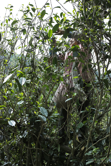 漫撒風道青餅2015年