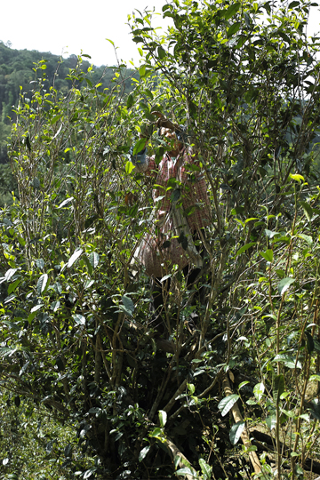 漫撒風道青餅2015年