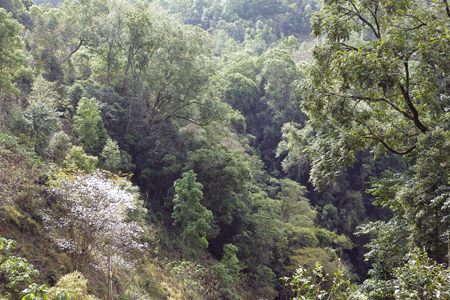 漫撒風道青餅2015年