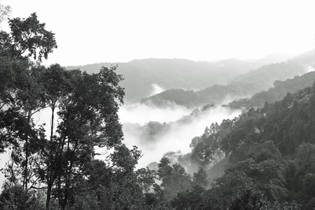 漫撒風道青餅2015年