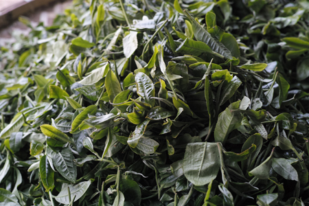 漫撒風道青餅2015年