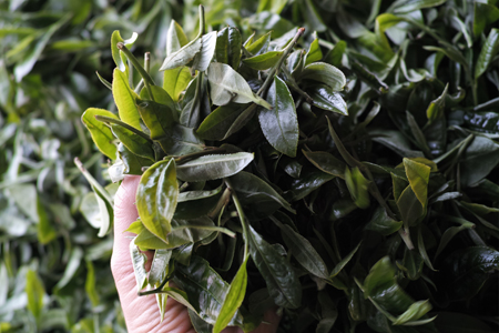 漫撒風道青餅2015年