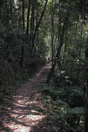 バイクで森に入る
