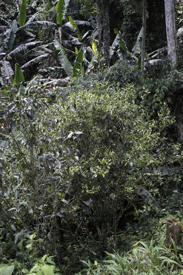 茶坪の古茶樹