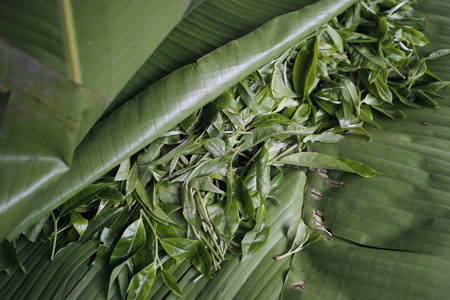 茶坪の鮮葉
