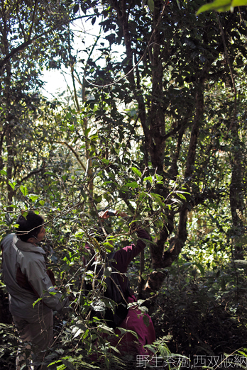 西双版納巴里達山野生茶樹