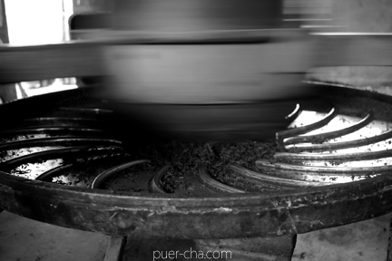 巴達古樹紅餅2010年紅茶づくり