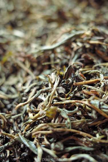 巴達古樹紅餅2010年紅茶づくり