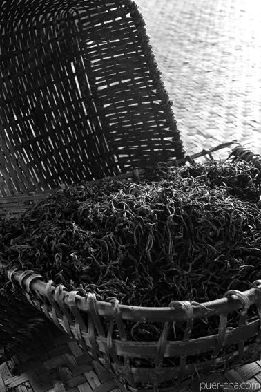 巴達古樹紅餅2010年紅茶づくり