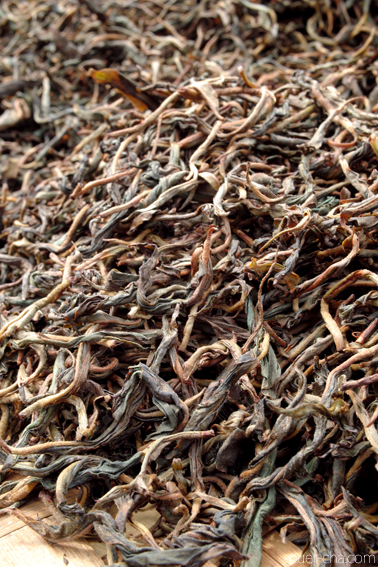 巴達古樹紅餅2010年紅茶づくり