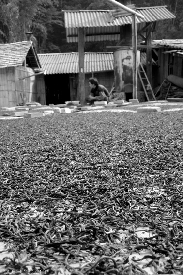 巴達古樹紅餅2010年