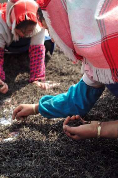 巴達古樹紅餅2010年