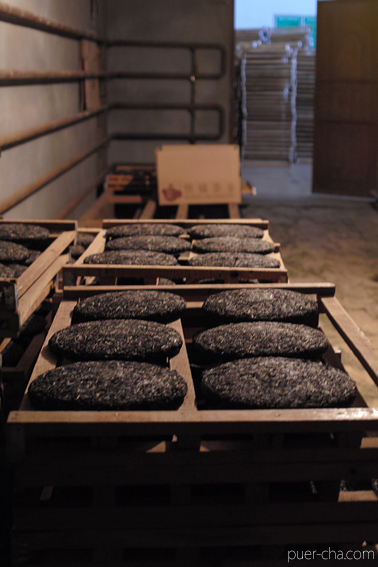 巴達古樹紅餅2010年紅茶づくり