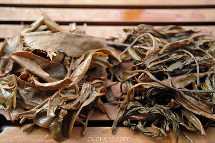 巴達古樹紅餅2010年紅茶づくり