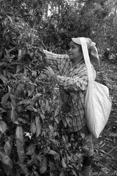 巴達古樹紅餅2010年紅茶づくり