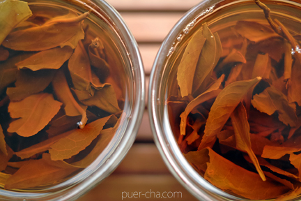 巴達古樹紅餅2010年紅茶づくり