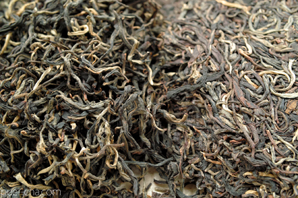 巴達古樹紅餅2010年紅茶づくり