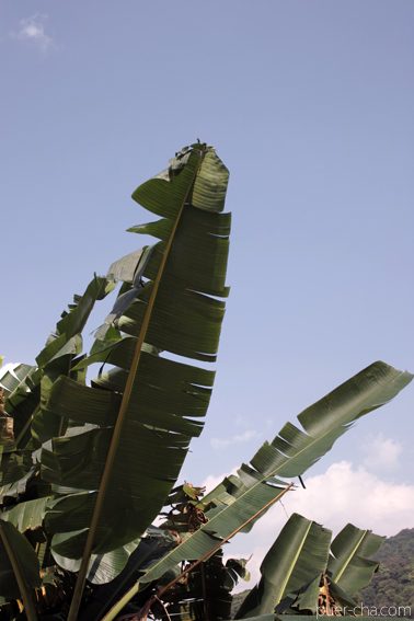 巴達古樹紅餅2010年紅茶づくり