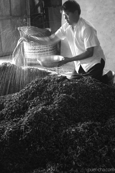 巴達古樹紅餅2010年紅茶づくり